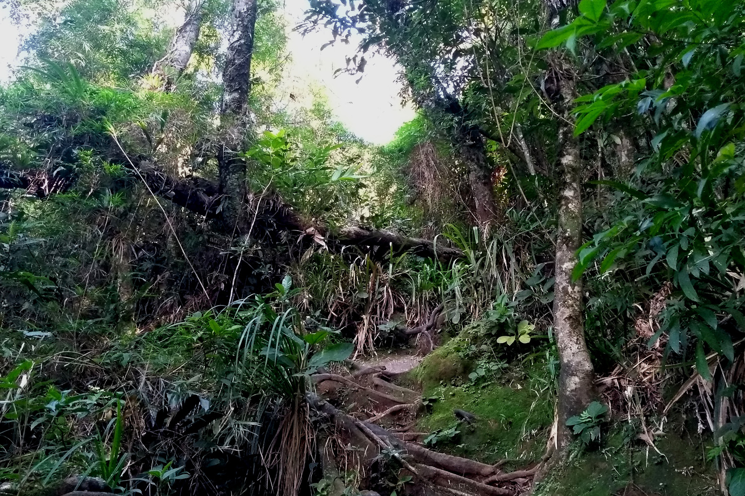 Pico do Itatins
