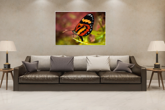 BORBOLETA - Image 2
