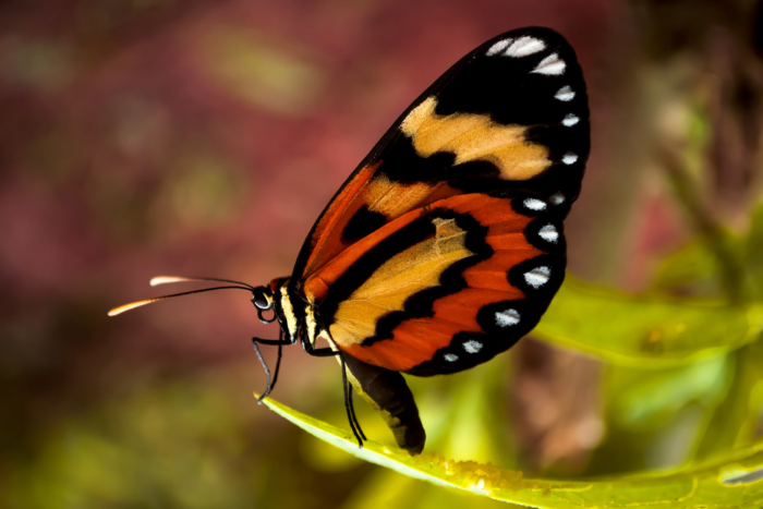 BORBOLETA