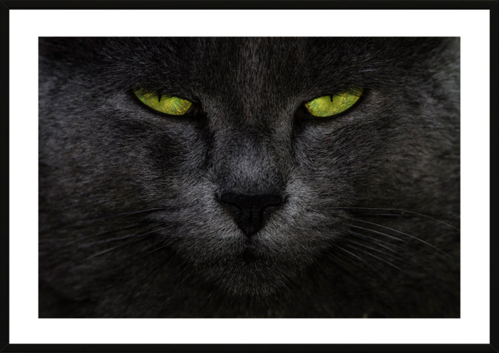 OLHAR FELINO