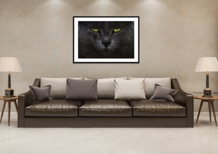 OLHAR FELINO - Image 2