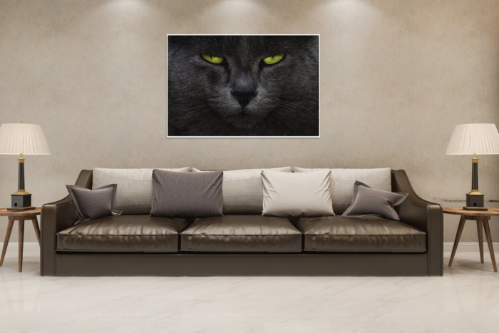OLHAR FELINO - Image 2