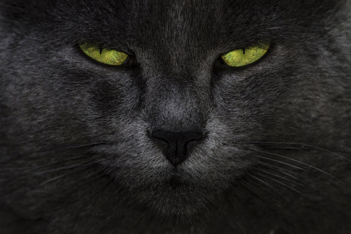 OLHAR FELINO