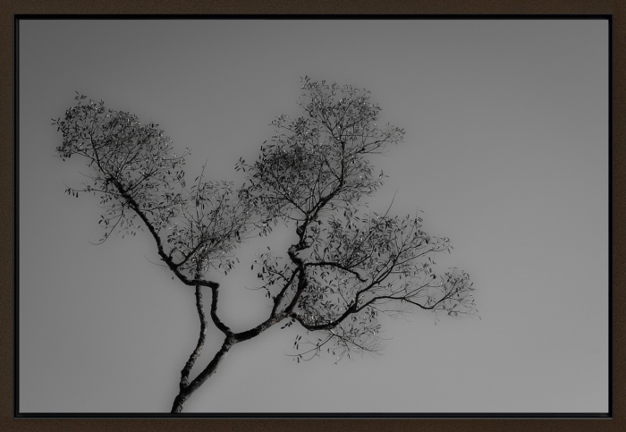 FOLHAS E GALHOS CANVAS