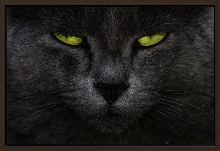OLHAR FELINO CANVAS
